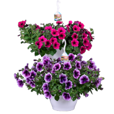 Petunia mix